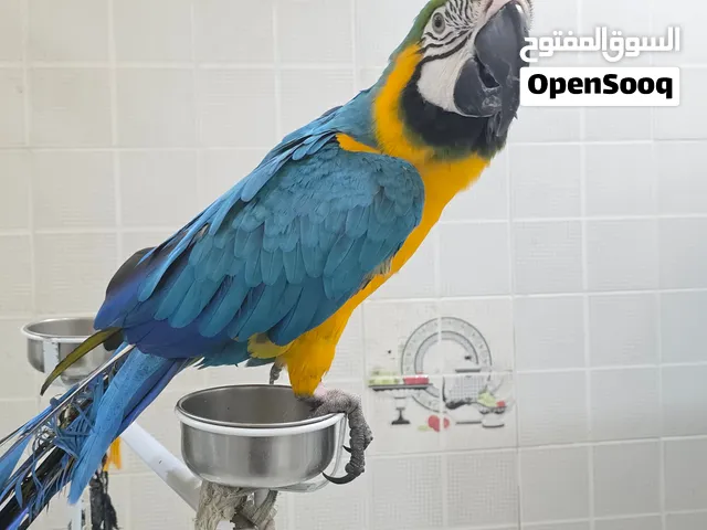 (Healthy & Friendly Macaw Parrot for Sale)