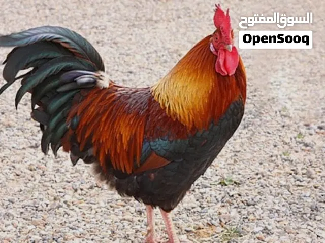 ديك بلدي للبيع 30