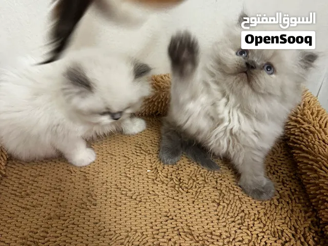 قطط راغدوال وهملايا بيورسلالة ذكية ولعوبة Ragdoll cats عمر شهرين بصحة جيدة متعلمين على كل شيء