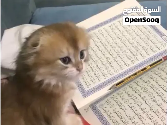 قطتين سكوتش مو للتبني