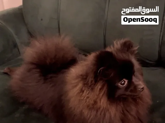 بومرينيان للبيع