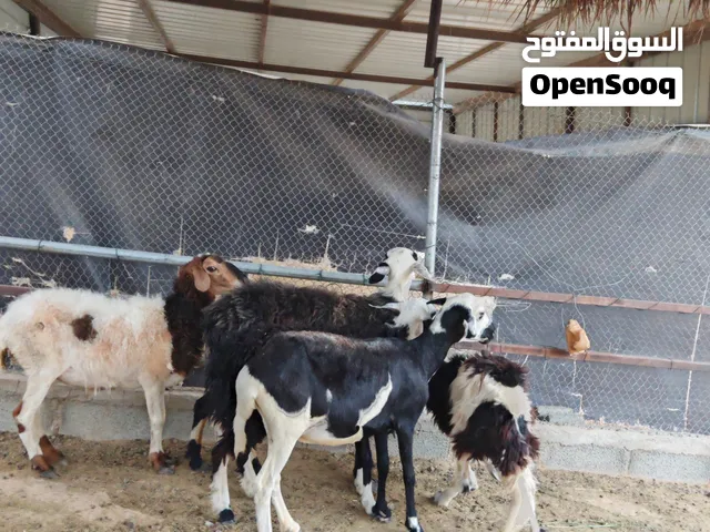 جعد جهين ممتازات لتربيه