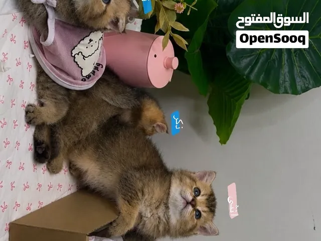 سكوتش فولد/ستريت جولد