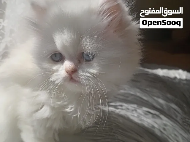 قطط شيرازي