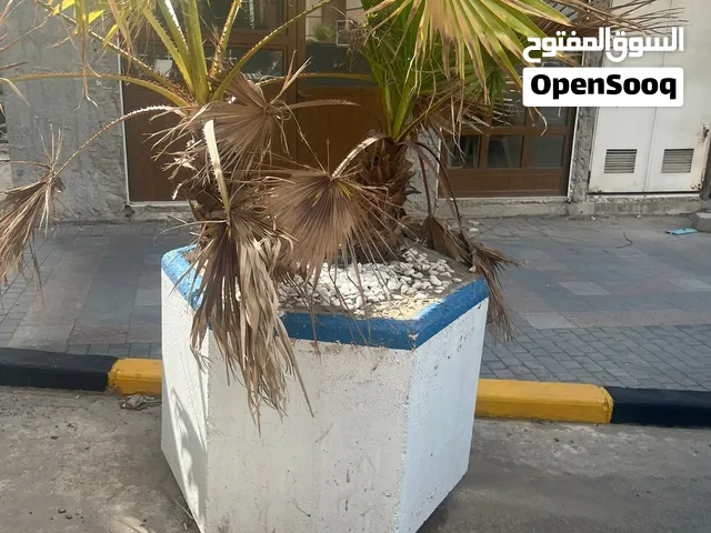 مشاتل زينة للبيع باي سعر