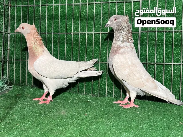4 كوبيات الوان موصفات ربي يبارك