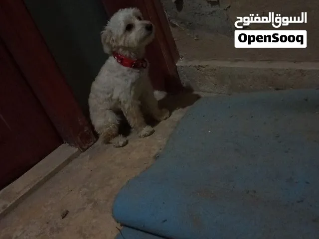 العمر 3شهور انثى بودل للبيع او للبدل بجوال مووجود في ابو ظبي يوجد خدمة توصيل