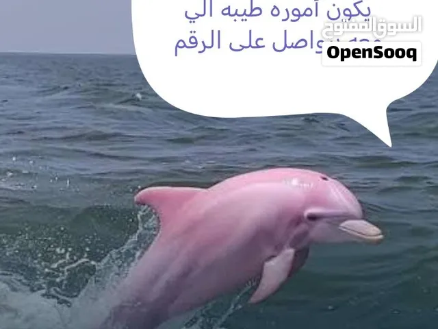 حبل رصاص مستخدم
