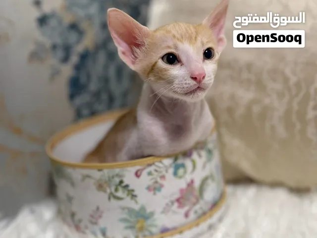 Male Kitten for free – Litter Trained & Vet Checked