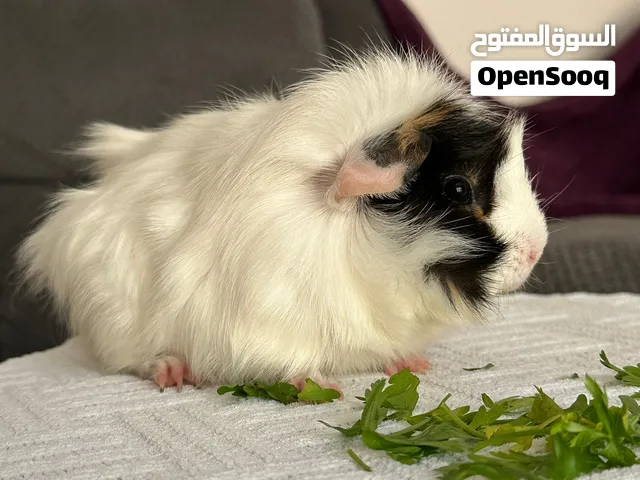 Female guinea pig (Sheba breed, 5 months old, home raised)