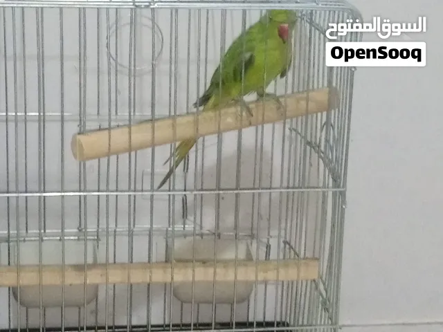 انثى ببغاء دره للبيع