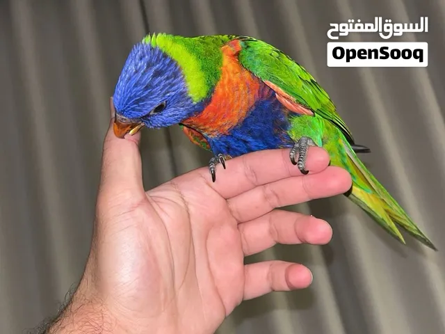 لوري نهاية غر