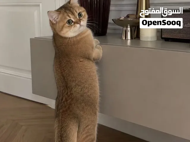 قط سكوتش برتش شورت هير