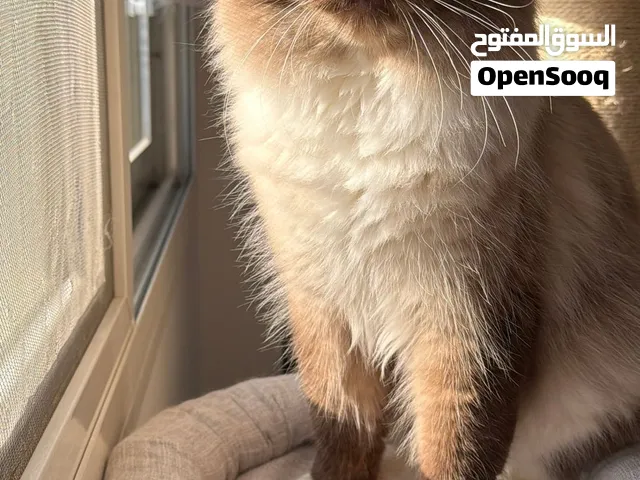 ذكر راغدول بيور للبيع