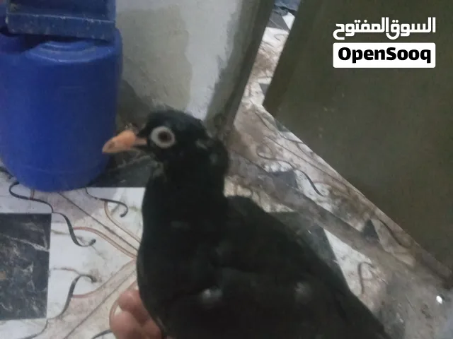 طير اليف بولند