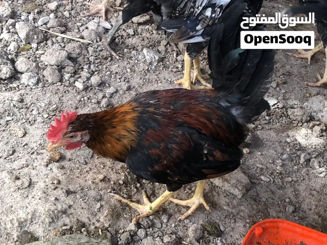 دجاج ديوجه