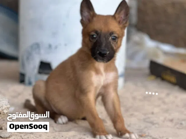سلام عليكم متوفر أنثى او ذكر ملينوا صافي بيع و تبديل العمر شهر او 17 يوم