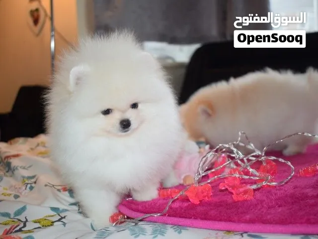 Pomeranian Puppies for sale to a nice and loving family