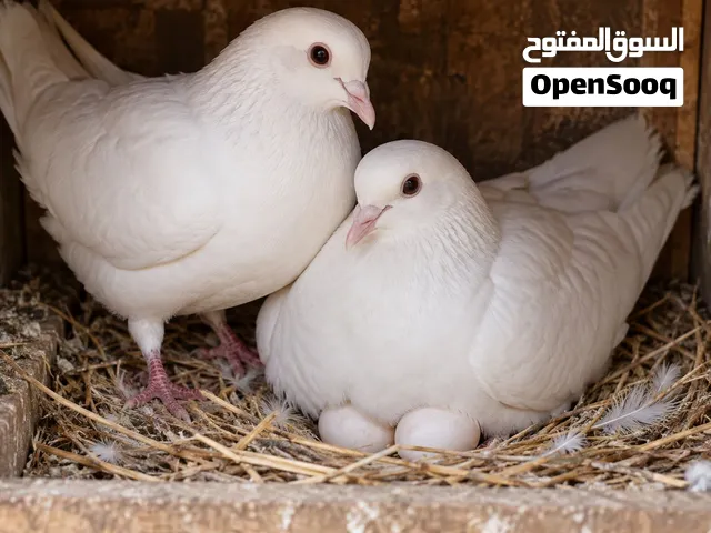 حمام لاحم للتربية
