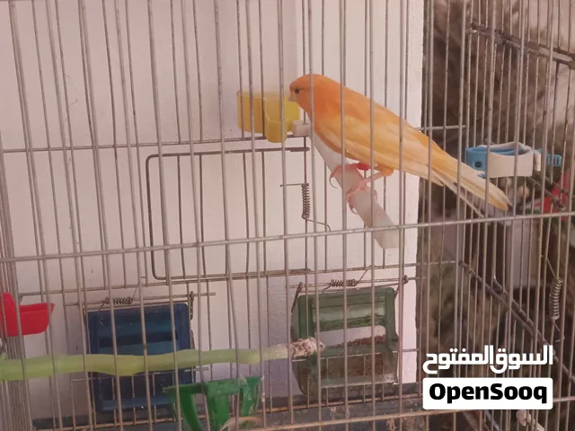 فحل جزري غامق اربد شارع فلسطين