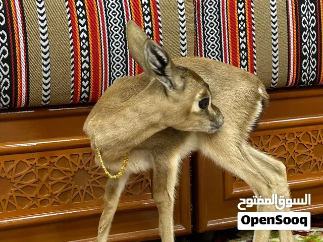 للبيغ غزال ديماني اصلي ذكر مع تصريح