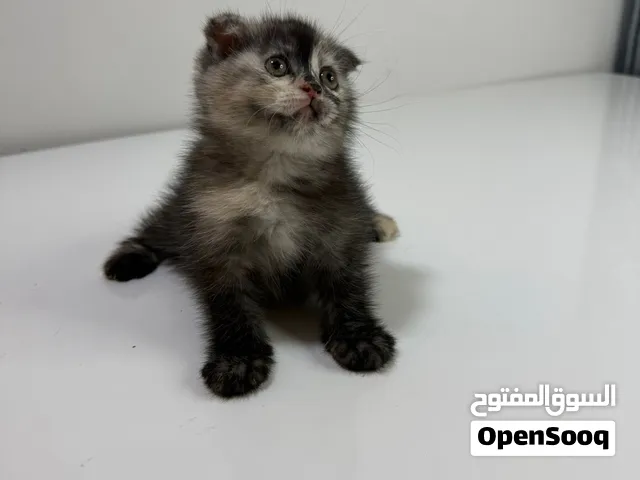 اسكوتش فولد أنثى