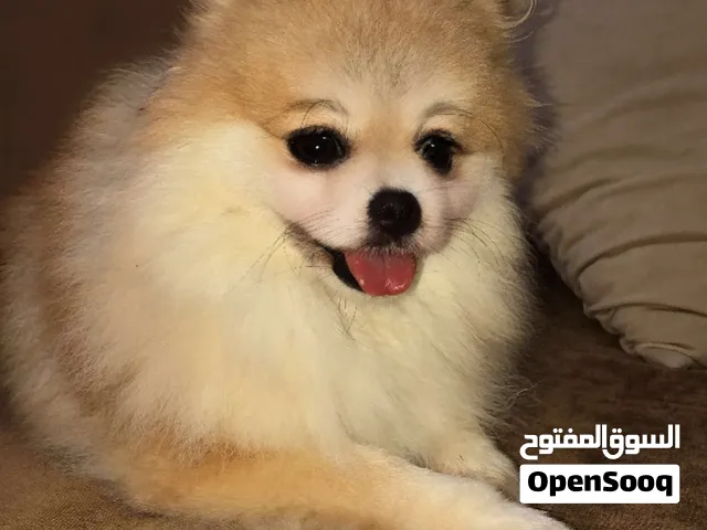 عرض الكلبه  كلبه بيت لديها سرير و لديها قفص ولديها جمع لادوات اسمها لوسي تلعب مع لاطفال