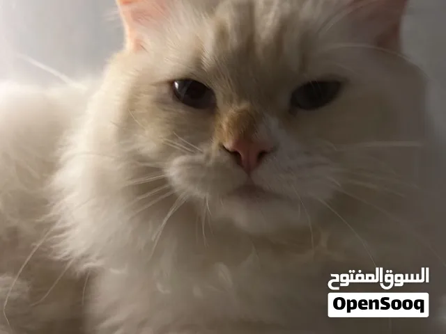 قط ذكر هملايا لتبني
