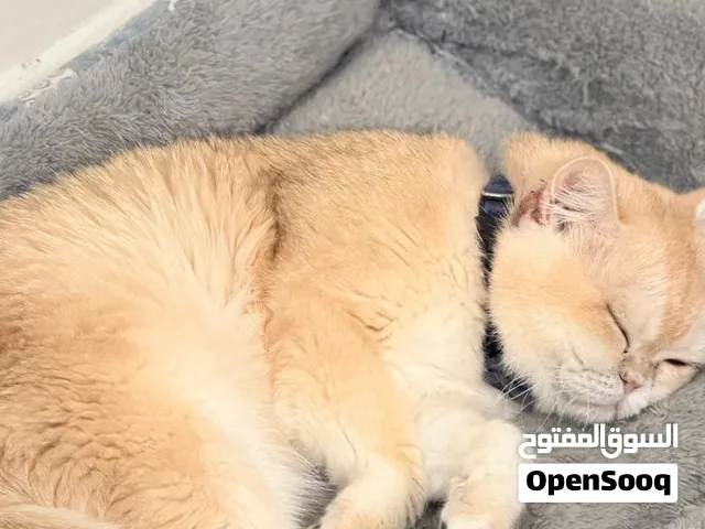 للبيع سكوتش فولد بيور   ملاحضة : توجد لديه اصابه