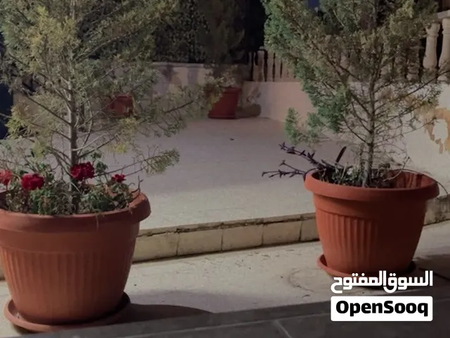3شجرات جولد ستار للبيع