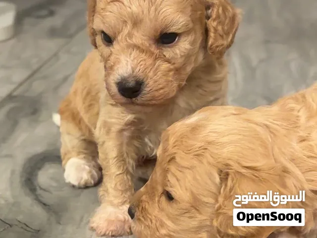 بودل للبيع العمر 29 يوم