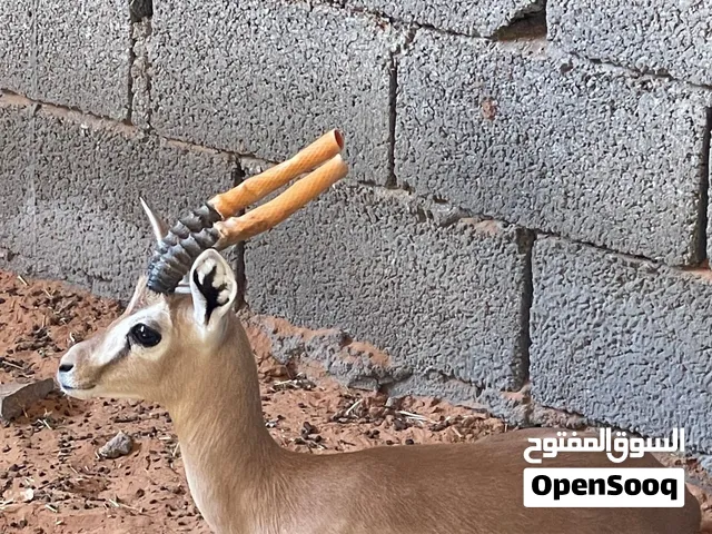 كوبيه غزال الريم للبيع بصحه جيده