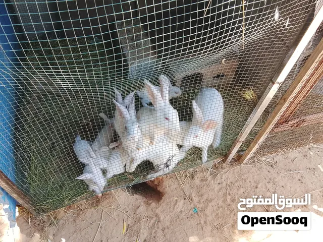 5 ارانب مالطيات بصحه ممتازه العمر شهرين وشويا الام والاب في الصوره
