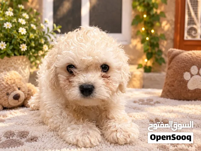 بيع 3 كلاب كانيش (poodel)