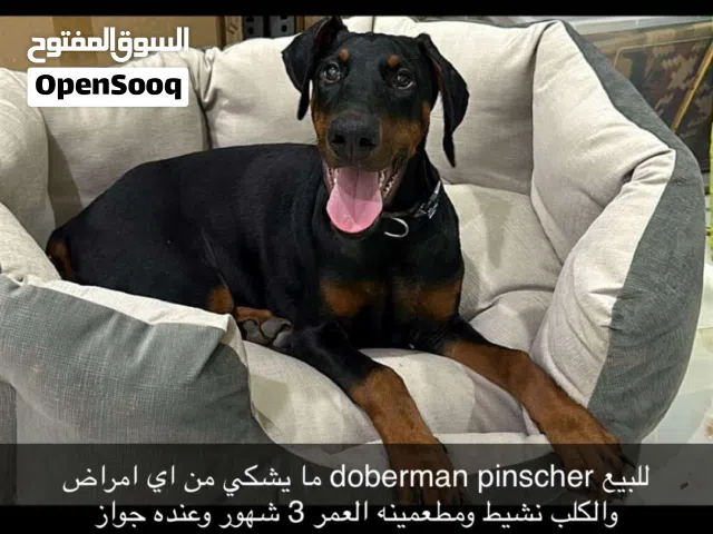 دوبر مان بيور اوروبي 4000