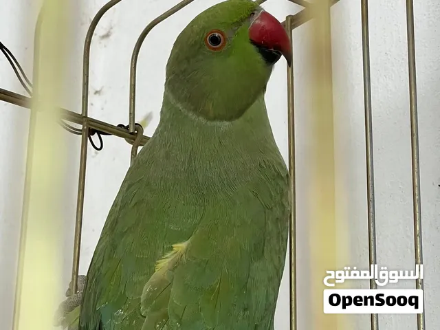 جوز ببغاء الدرة