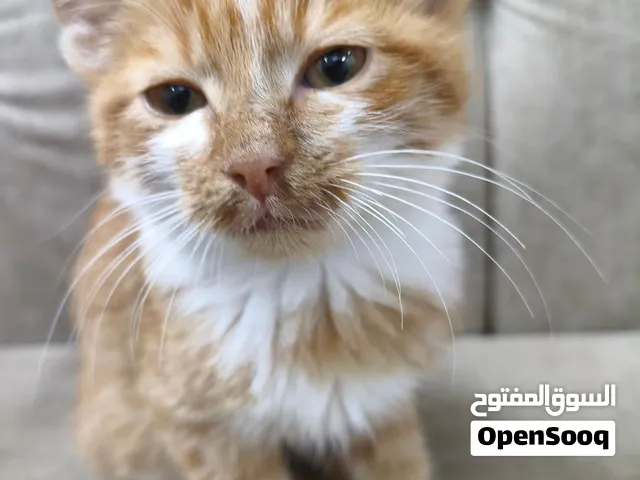 قطط للتبني