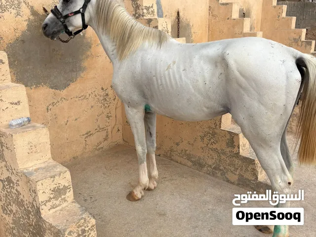 حصان شعبي للبيع