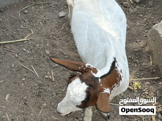 للبيع تيس صلالي اصل