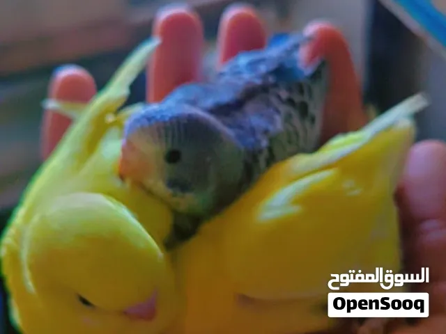 متاح 6جواز حب تكسس وريمبو ولاتينو والبينو كلو شغال وبايض