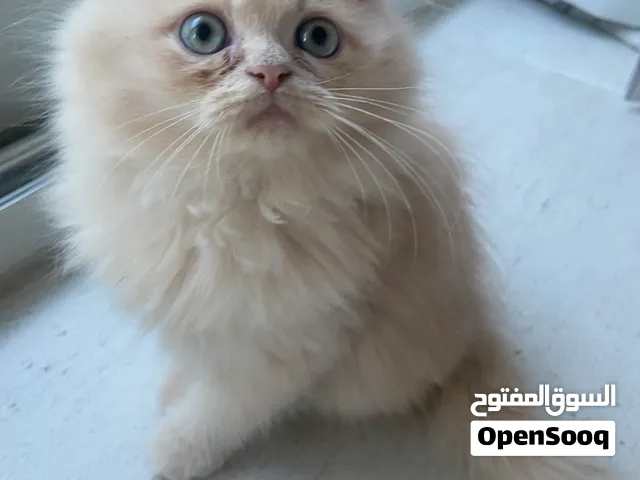 Adorable Light Orange Male Kitten – 1 Month Old
