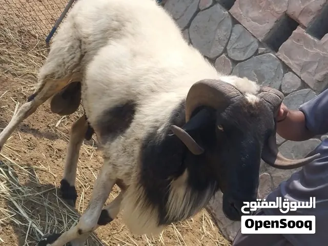 خروف فحل للبيع