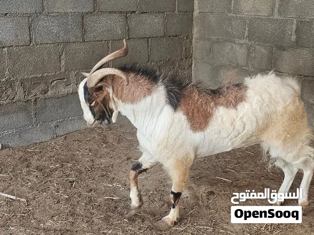 تيس صلالي فاخر