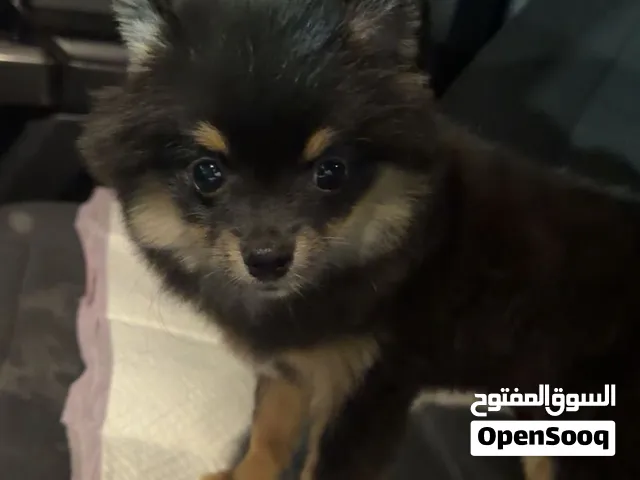 بوميرينيان ذكر جواز+ تطعيمات