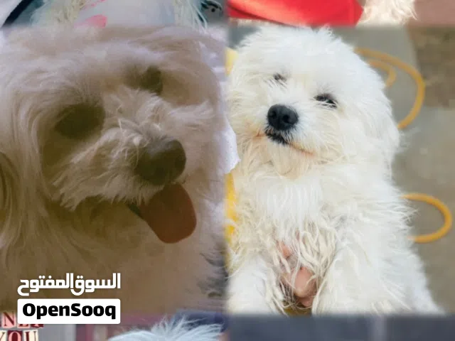 كلب تيرير فرنسي عمره سنه و8 أشهر للبيع ذكر   ويجي ويا بيت وملابس ومقراضه وشامبوا خاص