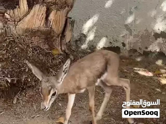 غزال ديماني صغير 3 اسابيع اليف