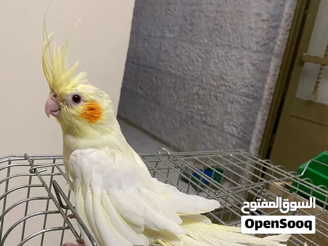 طيور ببغاء الكوكتيل