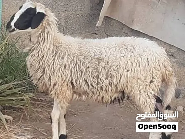 مطلوب رايد كبش الي معه