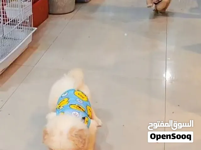 كلاب ميني جريفون عمر 3 شهور
