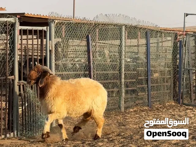 خروف نعيمي بيور